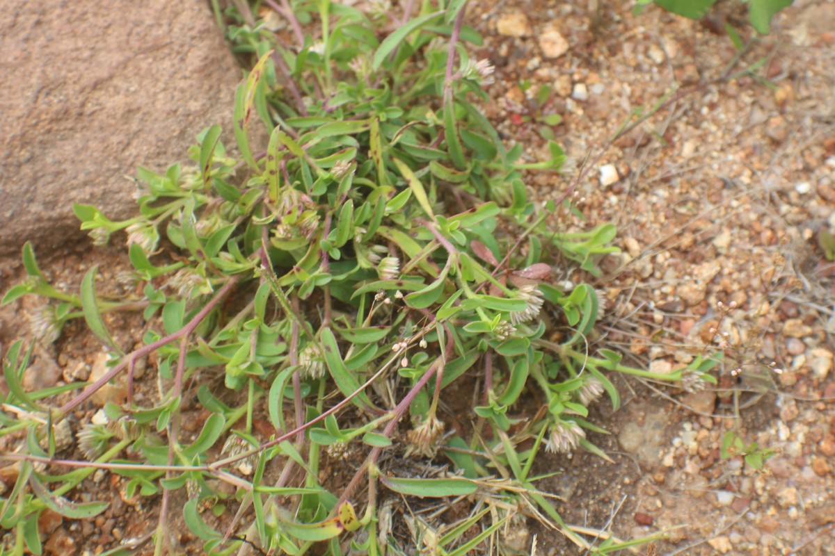 Allmania nodiflora (L.) R.Br. ex Wight